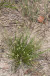 Ware's hairsedge